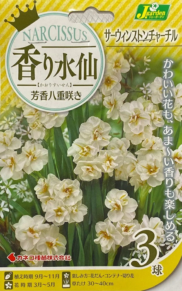 香り水仙 芳香八重咲き サーウィンストンチャーチル