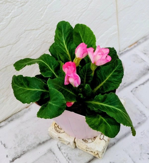 プリムラシャルムピンク系