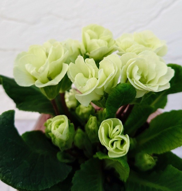 プリムラ シャルムMIX ホワイト系1