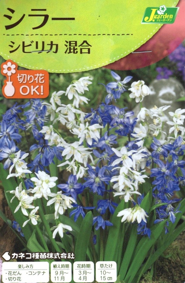 シラー　シビリカ混合