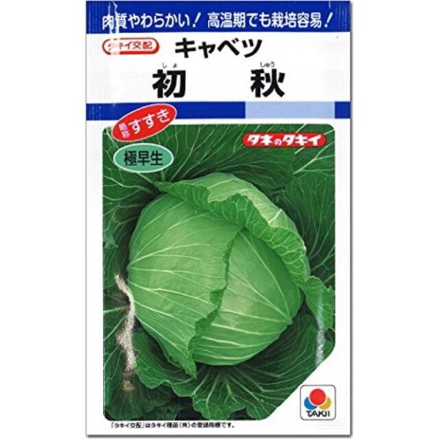 キャベツ初秋