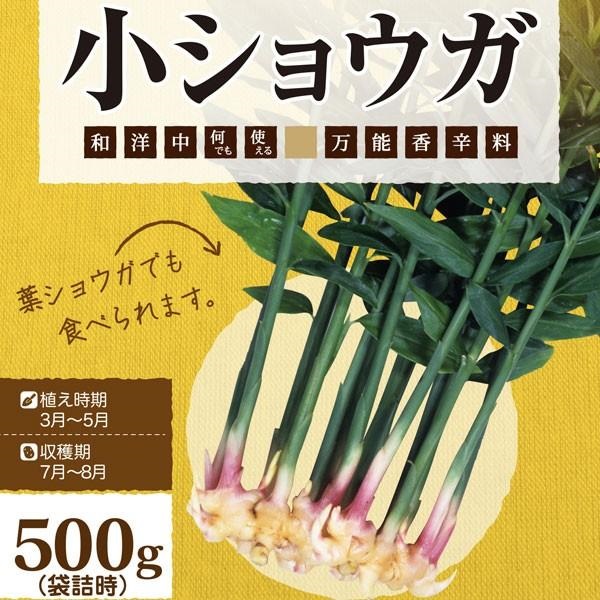 小生姜