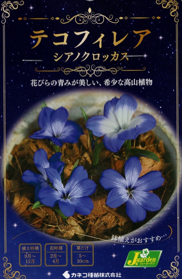 テコフィレア シアノクロッカス