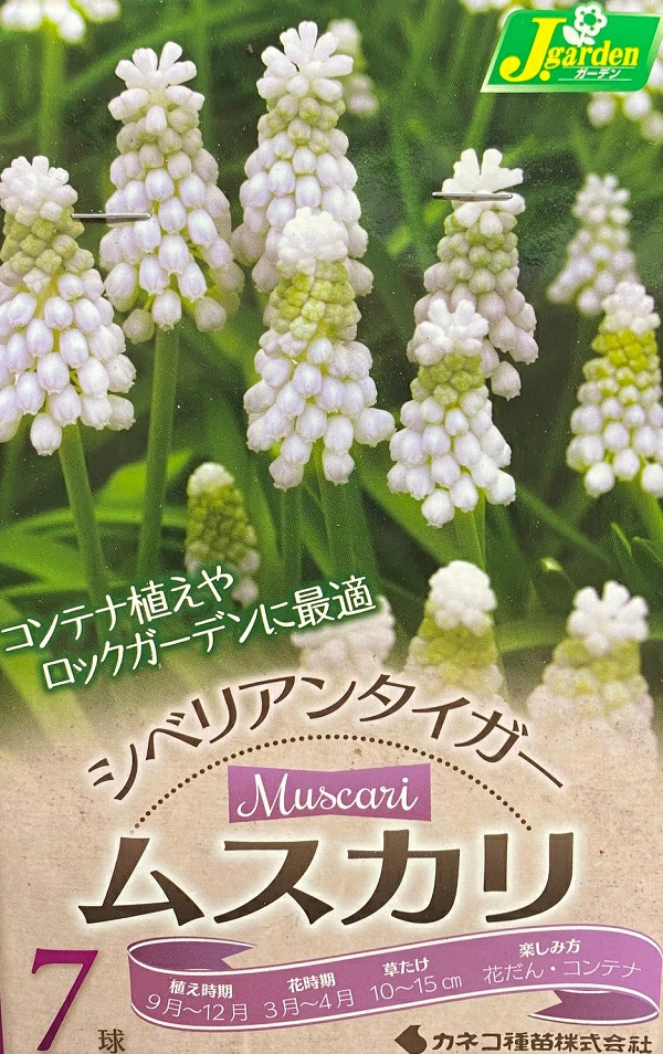 ムスカリ シベリアンタイガー