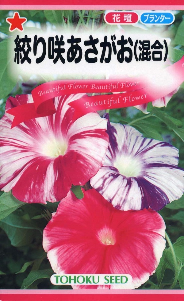 朝顔ページ 朝顔（あさがお） Morning Glory Gardener's Shop Ivy