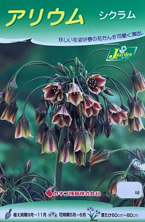 アリウムシクラム