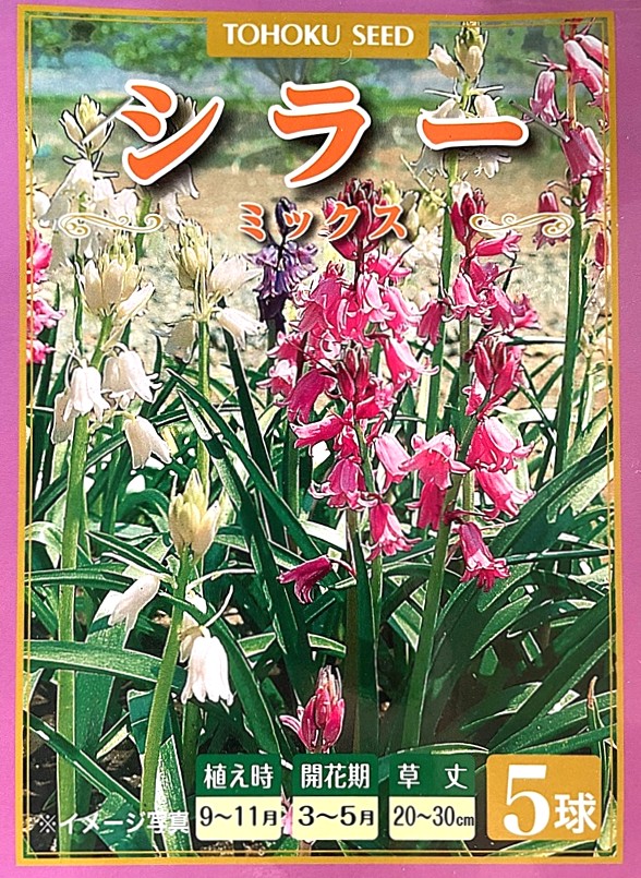 シラー ミックス