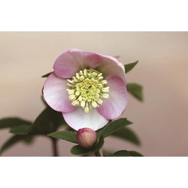 クリスマスローズ ミスティローズ シングル(桃一重)