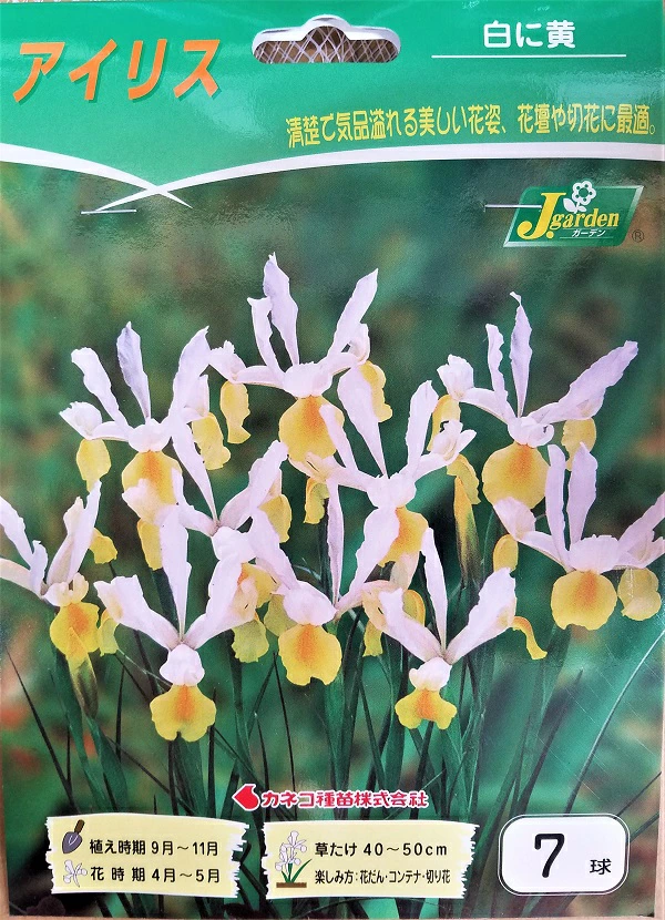 アイリス白に黄