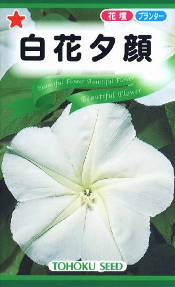 白花夕顔