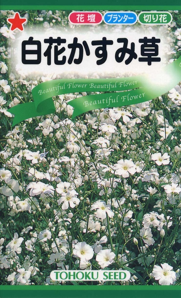 白花かすみ草