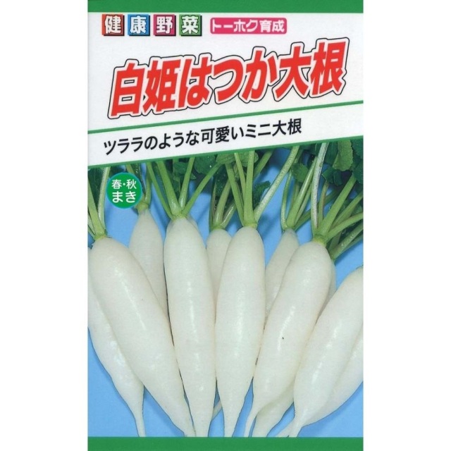 白姫はつか大根