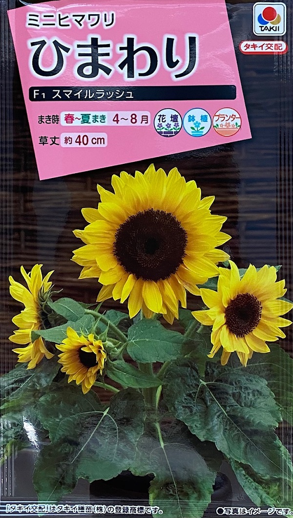 ひまわり　スマイルラッシュ