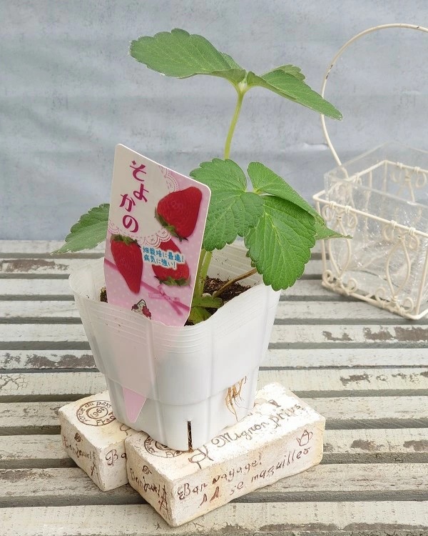 野菜苗 いちご そよかの 9cmポット 1苗 農林水産省品種登録 登録番号