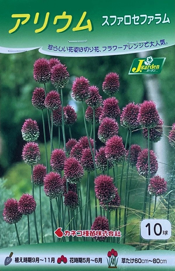 アリウムスファロセファラム