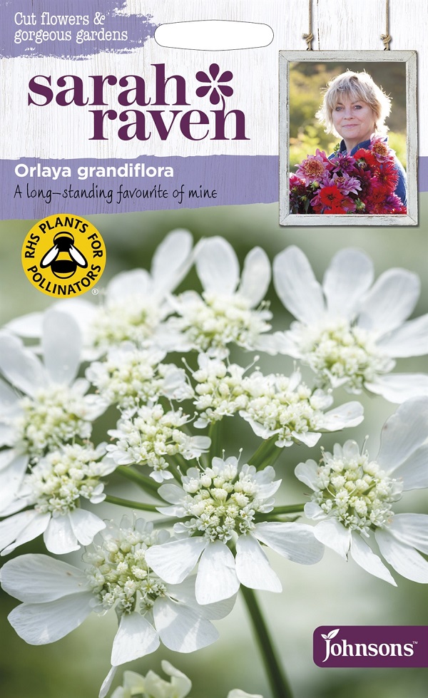 orlaya grandiflora