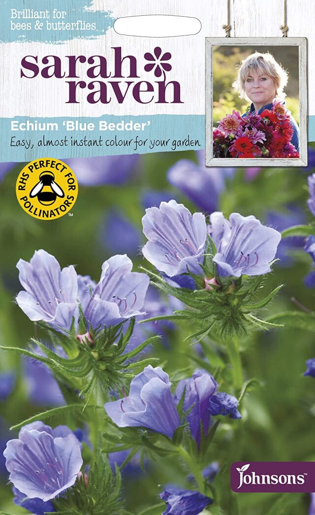 エキウム・ブルー・ベッダー