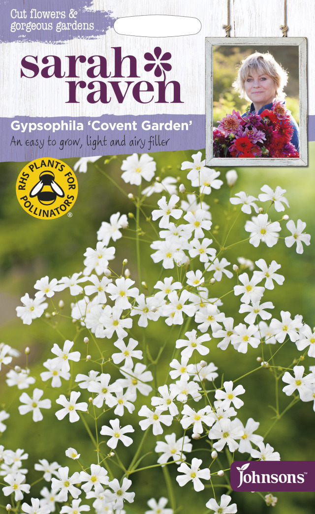 gypsophila covent garden