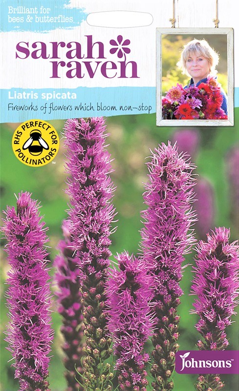 liatris_spicata