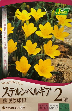 ステルンベルギア