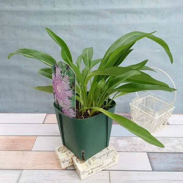 ストケシア 'メガメルズ'