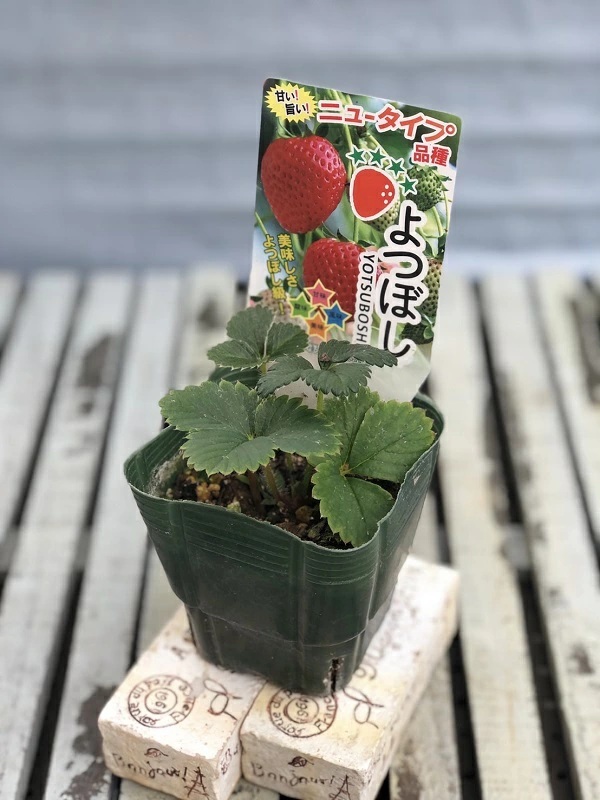 よつぼし