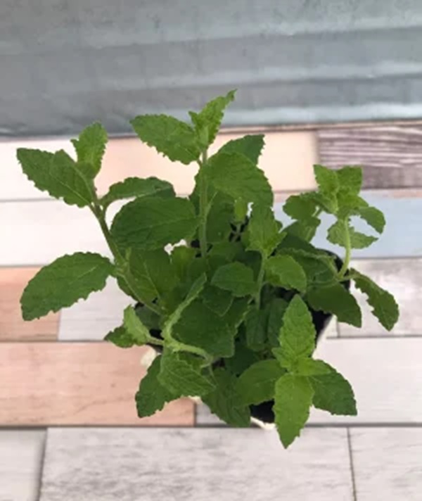 ストロベリー