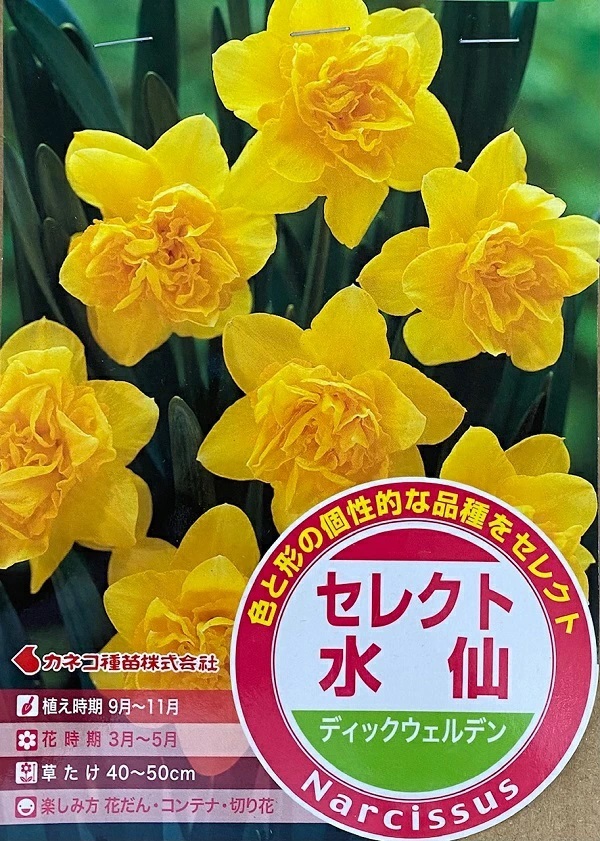 セレクト水仙　ディックウェルデン