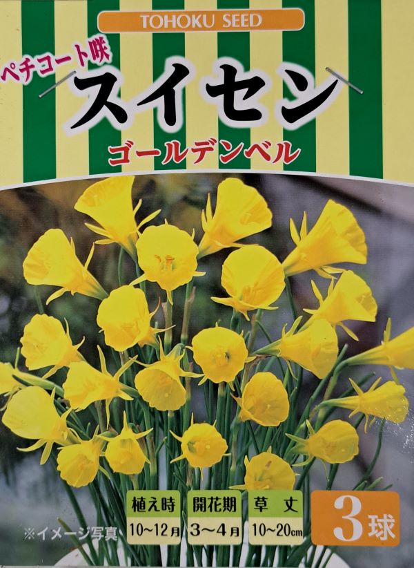 スイセン　ゴールデンベル