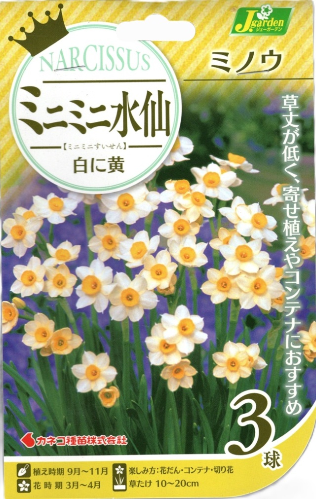 ミニミニ水仙ミノウ