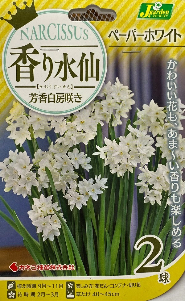 香り水仙 芳香白房咲き ペーパーホワイト