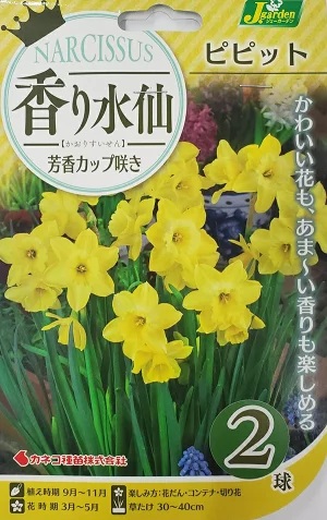 香り水仙 芳香カップ咲き ピピット