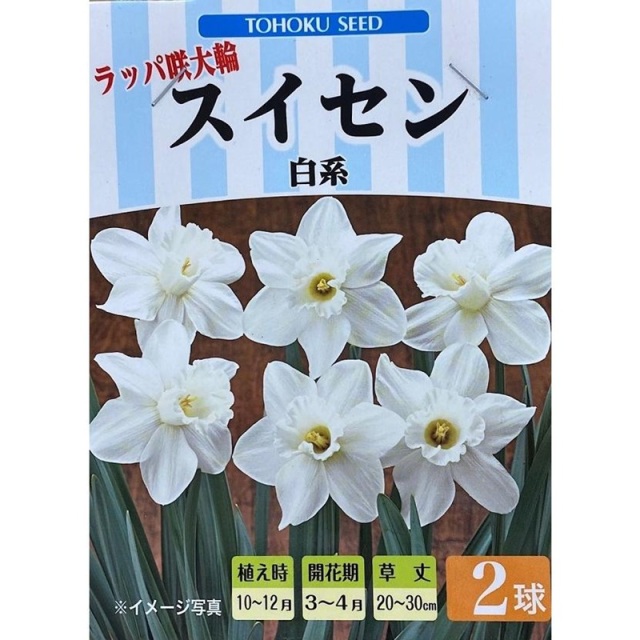 ラッパ咲大輪スイセン　白系