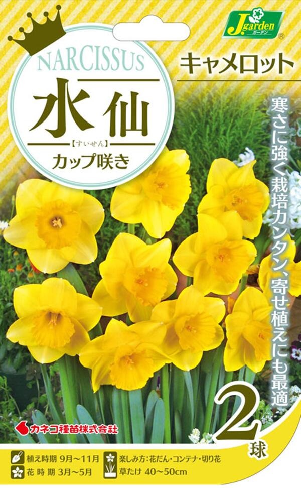 水仙　キャメロット