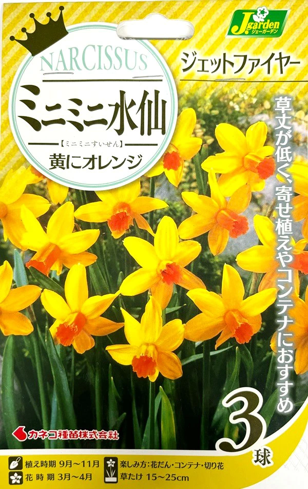 ミニミニ水仙ジェットファイヤー