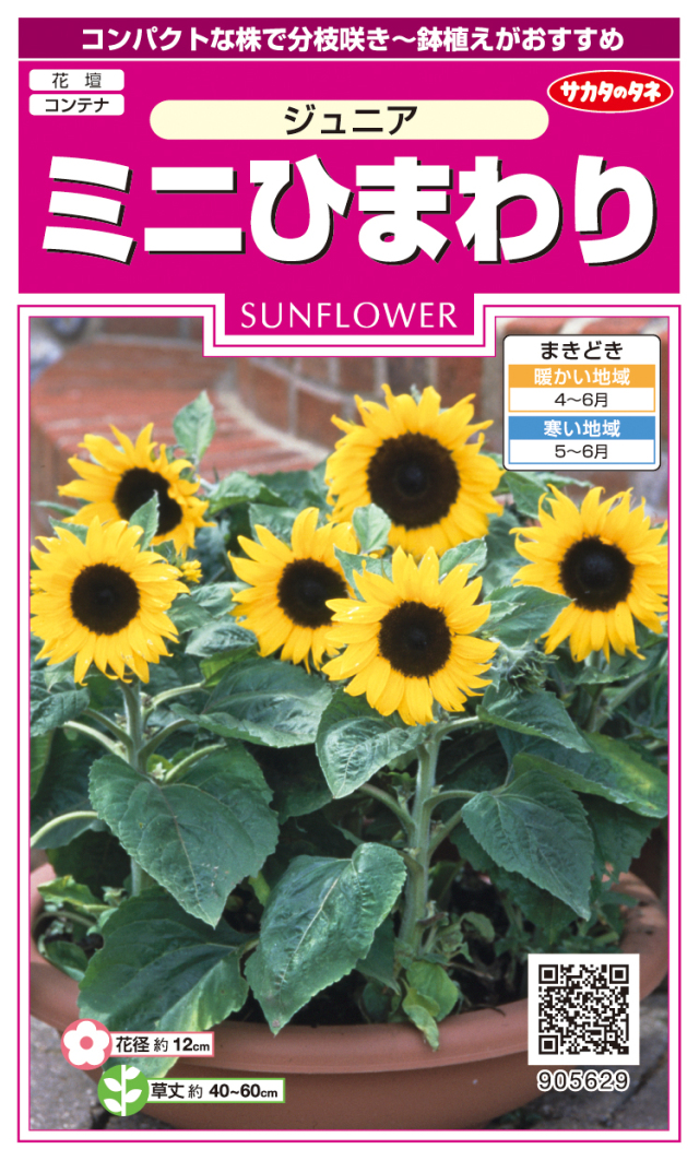 ミニひまわりジュニア