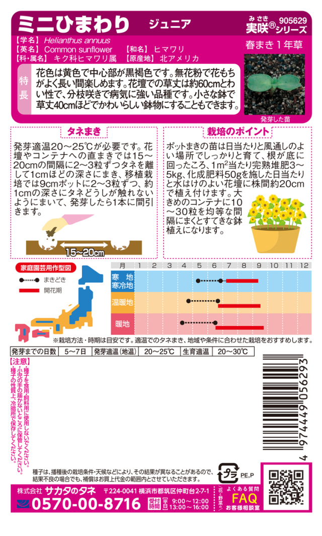 ミニひまわりジュニア