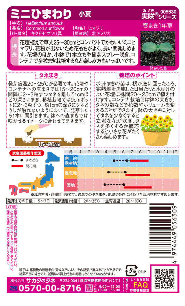 ミニひまわり小夏
