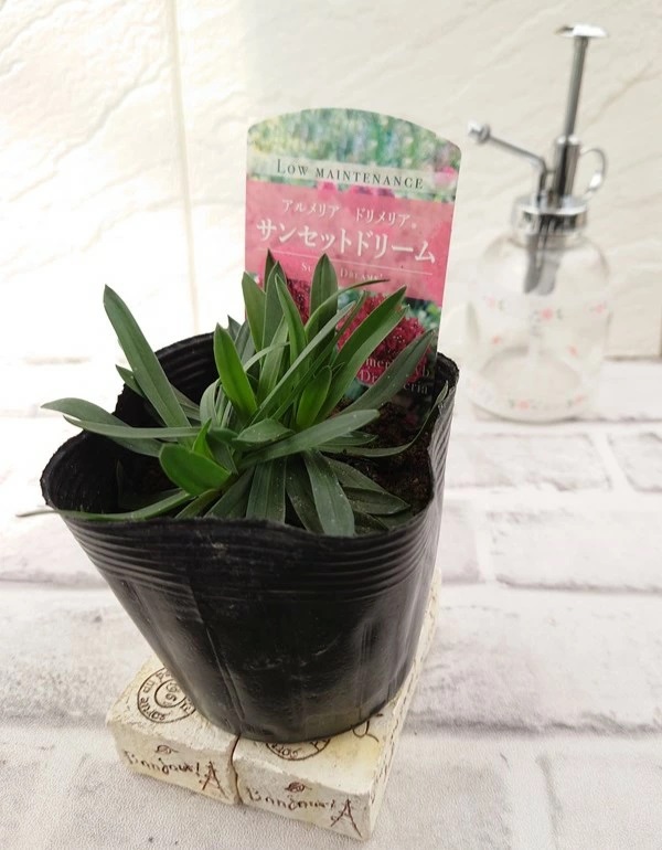 アルメリア 花苗】 アルメリア サンセットドリーム 10.5cmポリポット 1苗