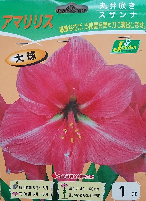 アマリリス 丸弁咲き スザンナ