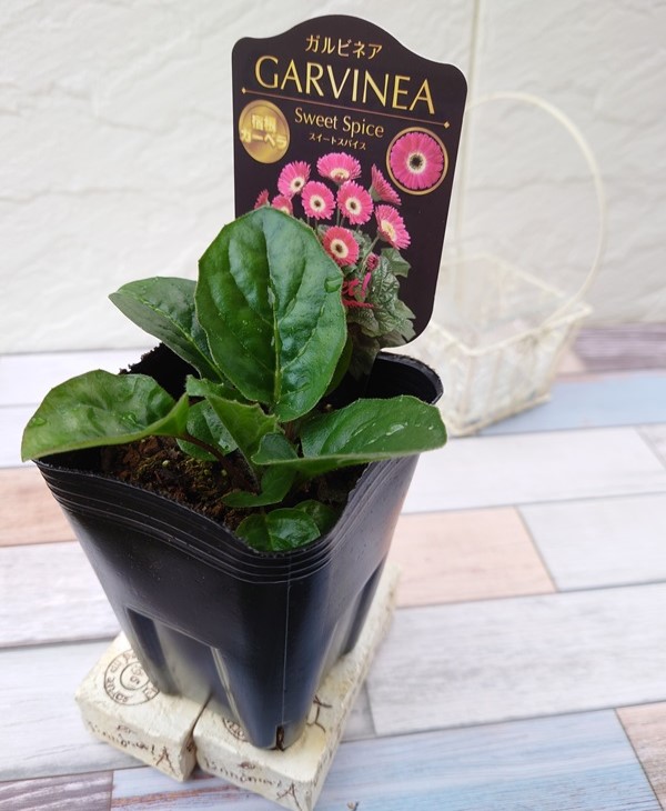 ガーベラ　スイートスパイス