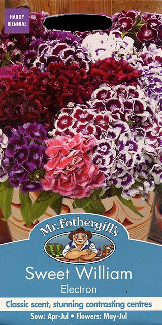 スイート・ウイリアム（なでしこ）・エレクトロン