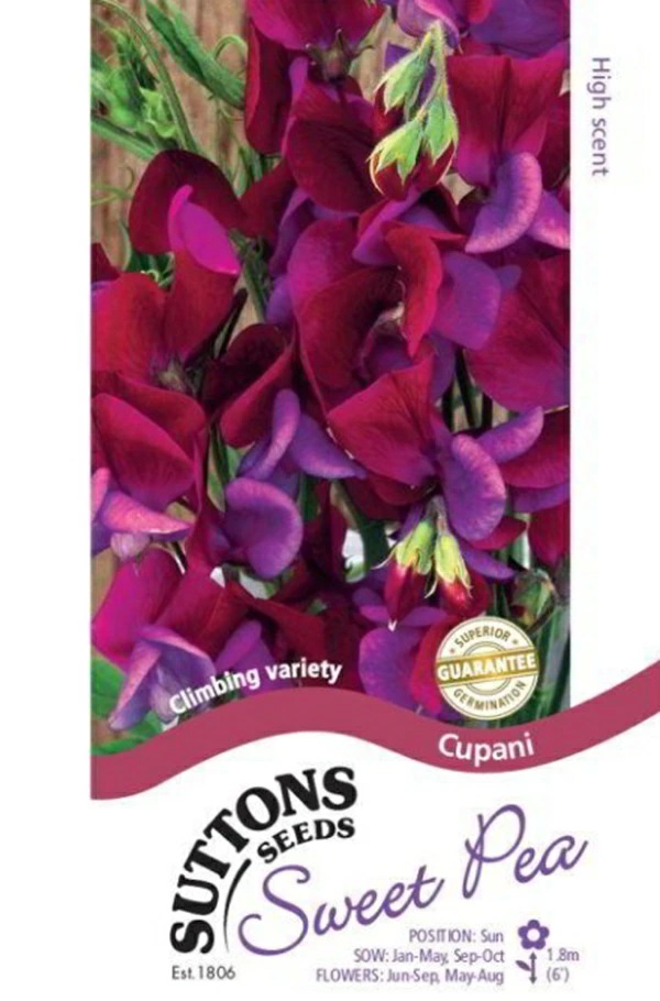 スイートピークパニ