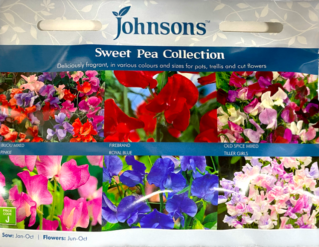 スイートピー Sweet Pea Gardener's Shop Ivy