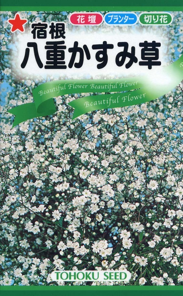八重かすみ草
