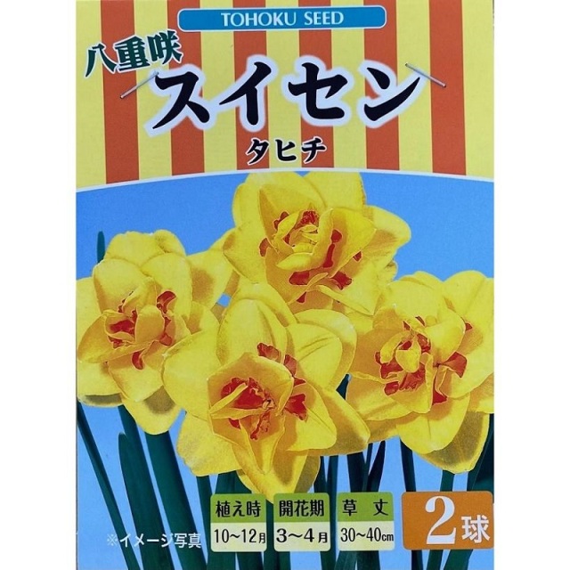 八重咲スイセン　タヒチ