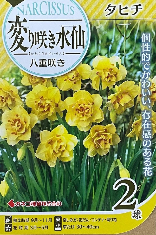 変り咲き水仙 タヒチ