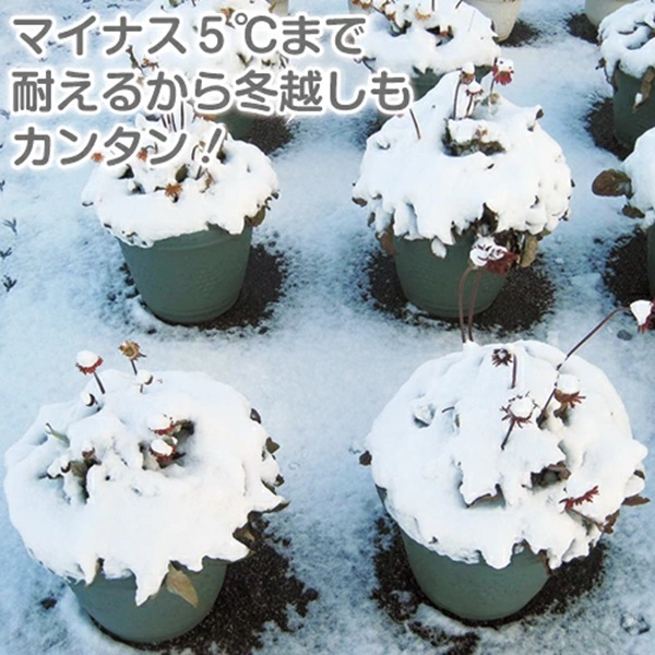 耐寒性