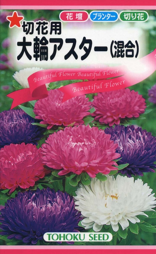 大輪アスター