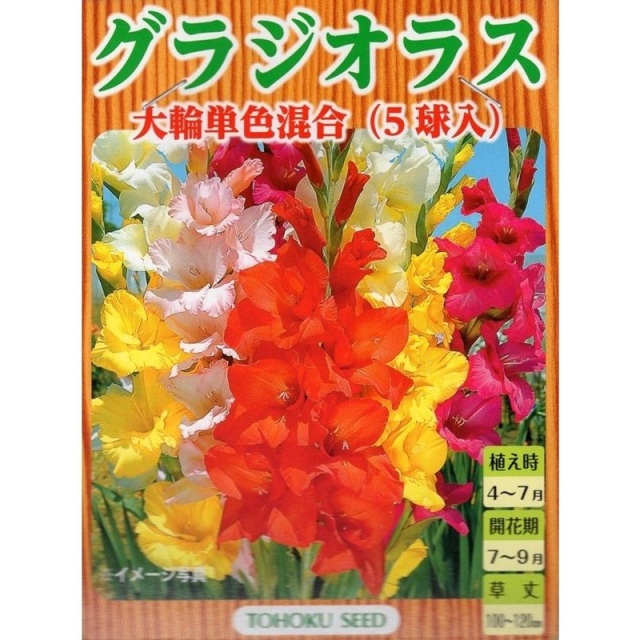グラジオラス　大輪単色混合